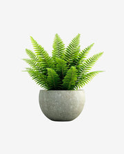 Compact Mini Plant Pot for Desk or Shelf Display