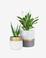 Mini Ceramic Flower Pot for Succulent Display