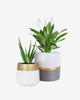 Mini Ceramic Flower Pot for Succulent Display