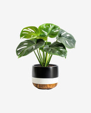 Small Porcelain Planter Pot for Desk or Shelf