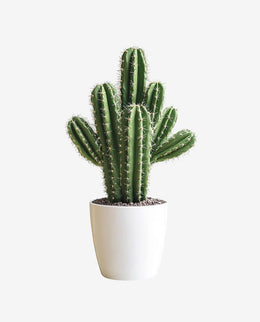 Decorative Cactus Plant Pot for Indoor Display