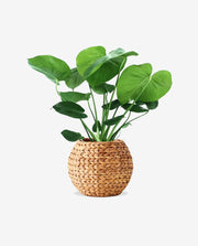 Mini Ceramic Flower Pot for Desk and Home Decor