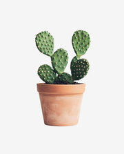 Decorative Cactus Plant Pot for Indoor Display