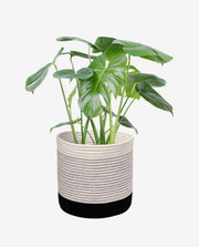 Small Porcelain Planter Pot for Desk or Shelf