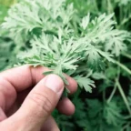 wormwood leaf plant