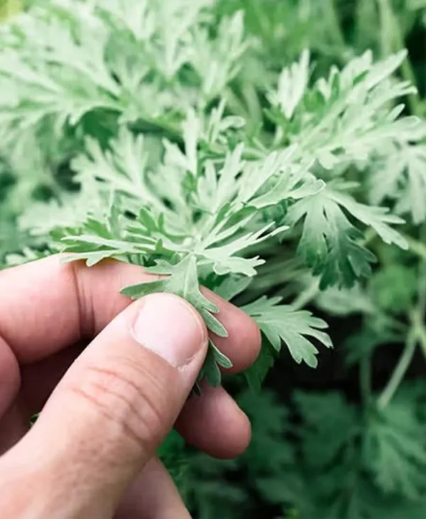 wormwood leaf plant